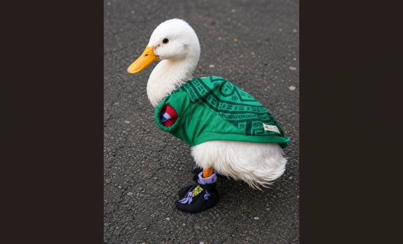 sh4PTHt2alVtnwOtriGP.jpg